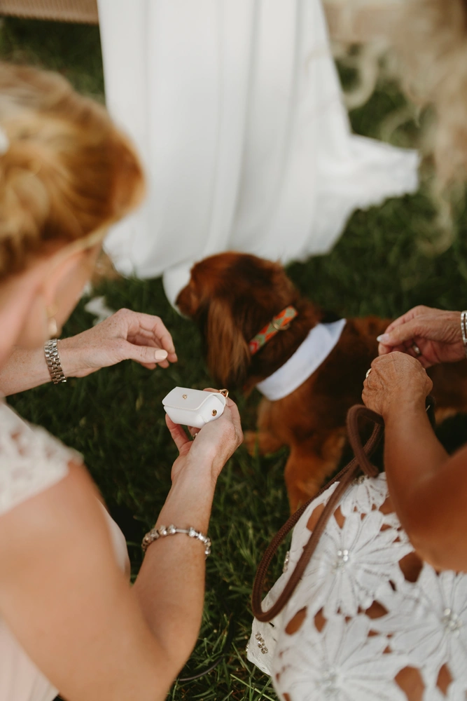 Dackel Leo bringt die Ringe